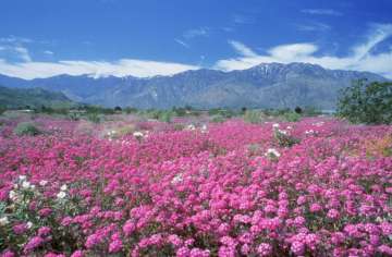 Palm Desert