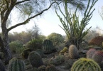 LivingDesert_Palm Desert_Cactus_1