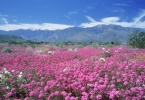 Wildflowers_Desert-Sand-Verbena_Palm-Springs